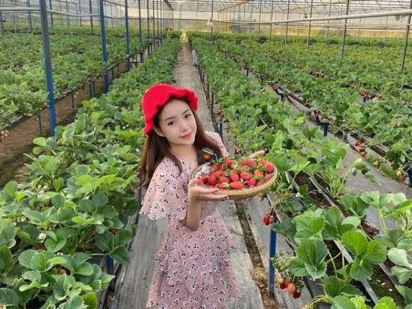 Half-Day Dalat Cloud Gazing Tour