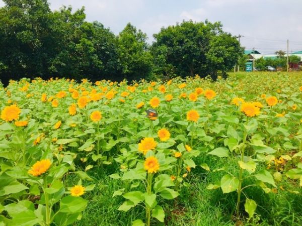 3 Days Tour From Nha Trang To Da Lat