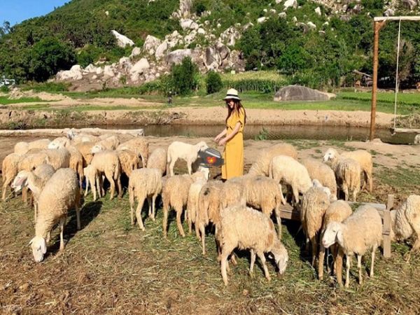 Nha Trang To Sheep Farm And Vineyard Day Tour