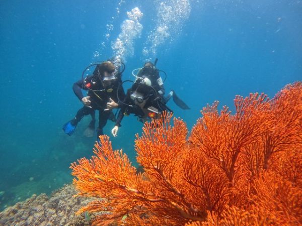Private Diving Tour Explore Van Phong Bay Coral Reef