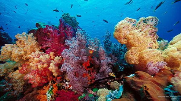 Private Diving Tour Explore Van Phong Bay Coral Reef