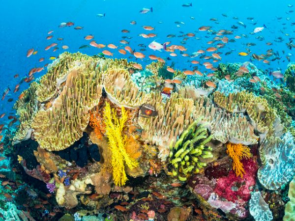 Vietnam Snorkeling And Scuba Diving