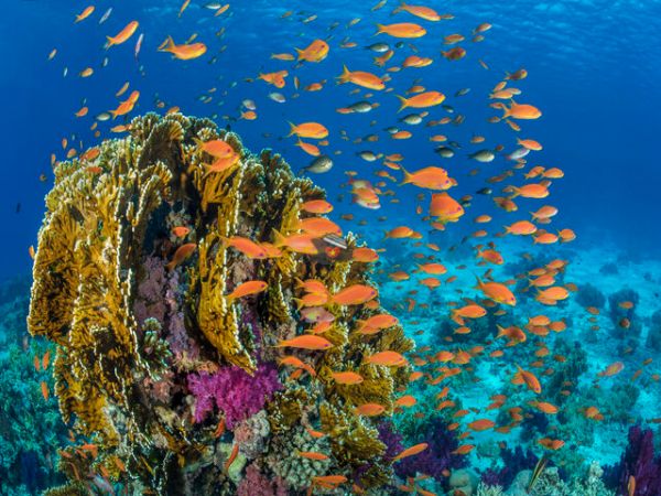 Nha Trang Island Hopping And Scuba Diving Tour