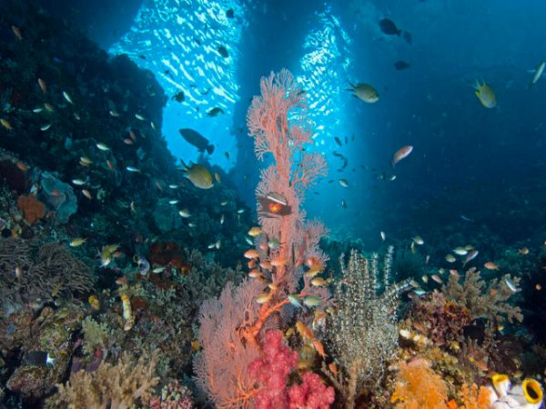 Vietnam Snorkeling And Scuba Diving
