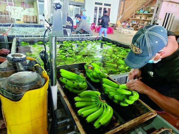Banana Export From Vietnam