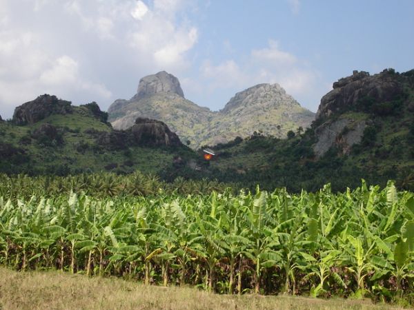 Banana Export From Vietnam