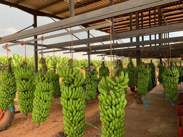 Banana Export From Vietnam