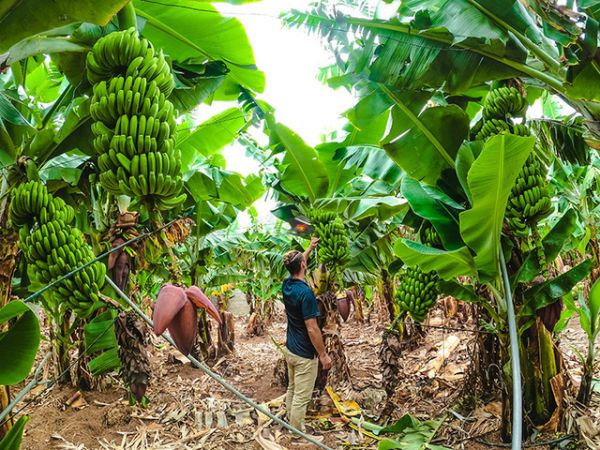 Banana Export From Vietnam