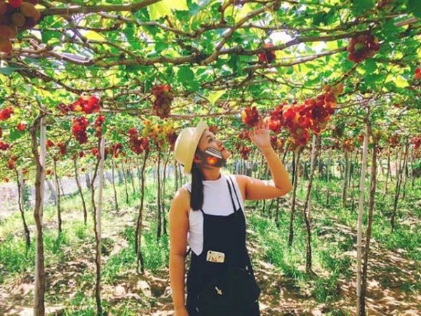 Day Trip To Vineyard From Nha Trang