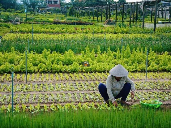 Tra Que Vegetable Village Hoi An
