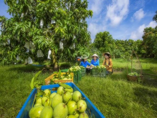 Mango Export From Vietnam