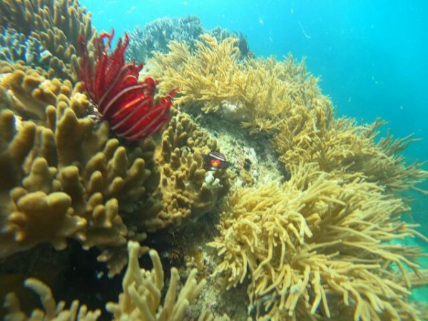 Nha Trang Freediving