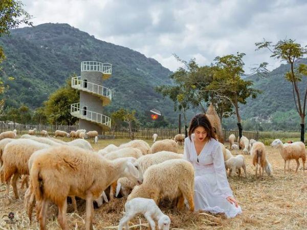 The Suoi Tien Sheep Field Cam Ranh