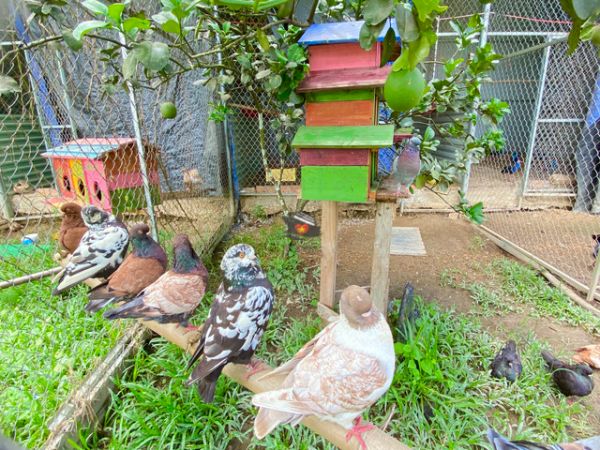 Tien Long Farm Nha Trang