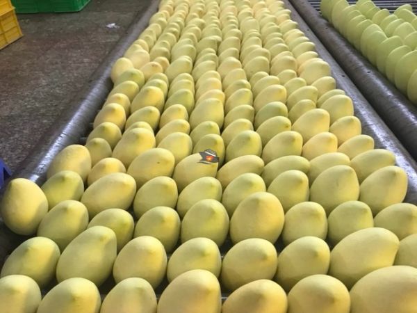Mango Export From Vietnam