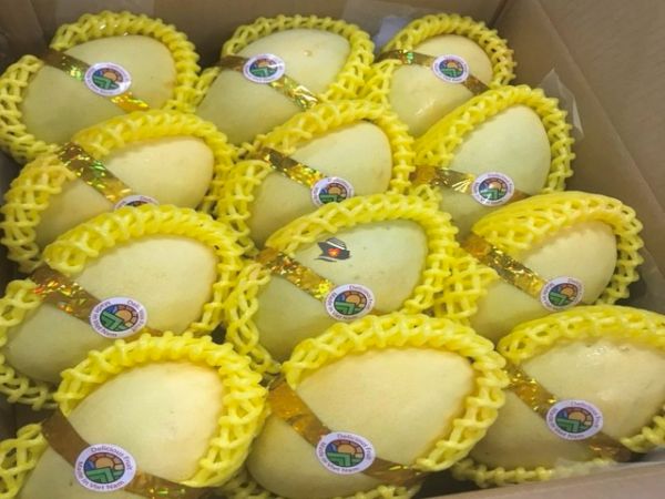 Mango Export From Vietnam