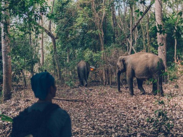 Yok Don National Park Vietnam