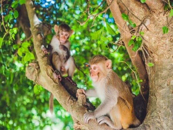 Nha Trang Monkey Island Yacht Tour